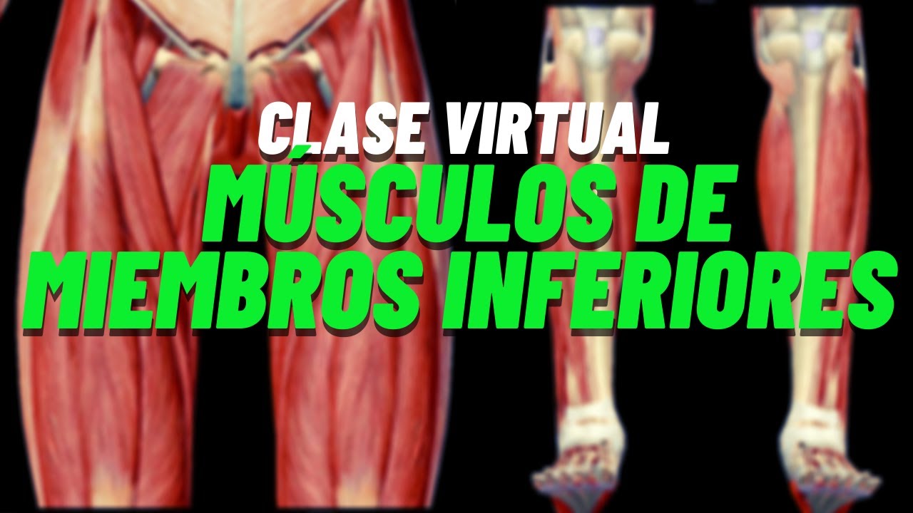 Parte Inferior Anatomía de Músculos de Miembros Inferiores (Clase Virtual de Anatomía ...