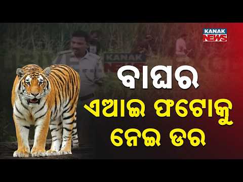 ବାଘର ଡର AI Tiger Photo Panic in Jajpur | Fake Image Sparks Fear Among Villagers