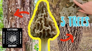 🔥TOP THREE TREE SPECIES | FIND MOREL MUSHROOMS🔥 #howtofindmorels