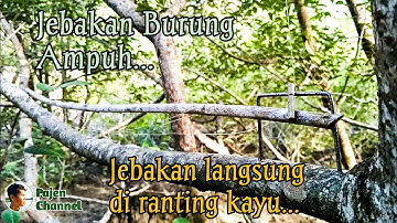 Cara Mudah Membuat Jebakan Burung Langsung Di Ranting Kayu