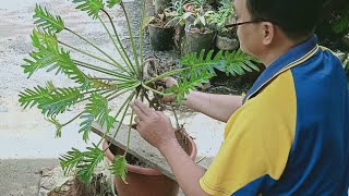 Philodendron Xanadu Propagation | the landmark