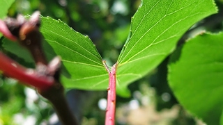 Stock Trading Live Stream Testing