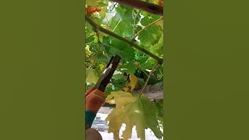 How to prune grape 🍇 trees #smartfarming #gardeningtips