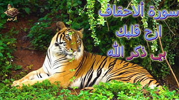 سورة الأحقاف🧡 | الرحيم 👌|| حصريا ولأول مرة | تلاوة رهيبة تسكن القلوب | Surah Al ahqaf