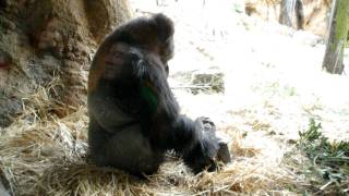 【ハオコとコモモ@上野動物園】