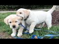 Most Viral DOGS on the internet! 🐕 Best Funny Dogs Compilation!