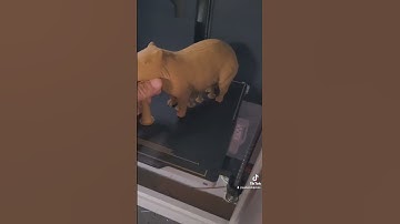 3D Printing a #capybara!! #3dprinting #capybaralove #3dprint #capybaras