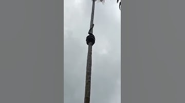 A giant python climbing on the coconut tree…