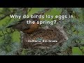 Why do birds lay eggs in the spring?