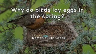 Why do birds lay eggs in the spring?