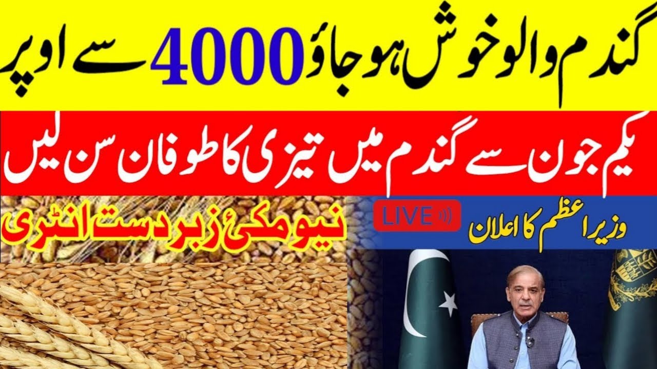 gandam rate today | wheat price today in punjab | 2024 گندم کا ریٹ ...