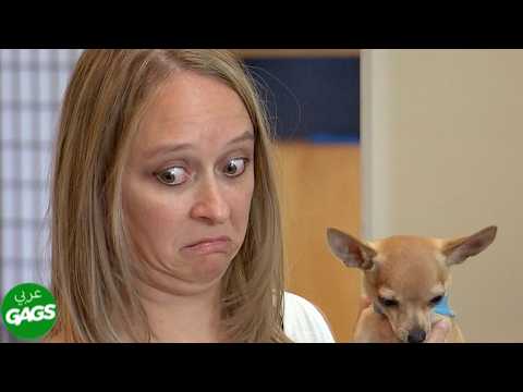 إنها لا تتعرف على كلبها | Just For Laughs Gags بالعربية