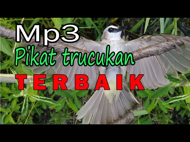 Suara trucukan pikat ampuh MP3,untuk pikat trucuk atau merbah. class=