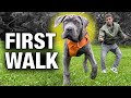 How to stop any leash problem with any dog on day 1