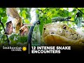 Black Mamba and Snake Ecology