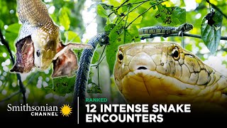 12 Intense Snake Encounters 🐍 Could YOU Survive a Bite? | Smithsonian Channel