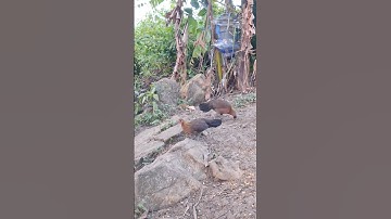 gà rừng mái siêu đẹp.poj qaib qus zoo nkauj