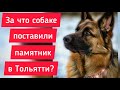За что собаке поставили памятник в Тольятти?