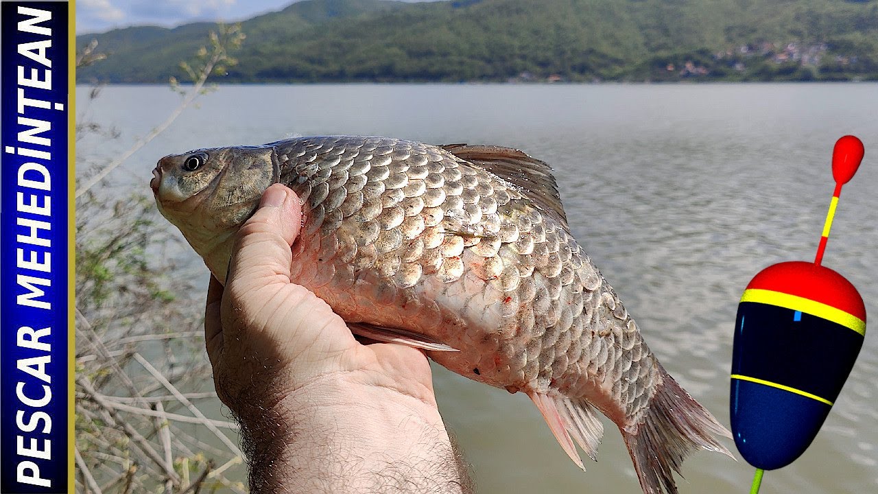 Carasozaurul și cărășeii. Dunăre. Svinița. 22-23/APR/2025