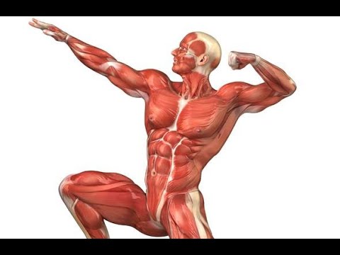 Vidéo: Qu'est-ce qui divise le muscle en épiaxial et hypoaxial ?