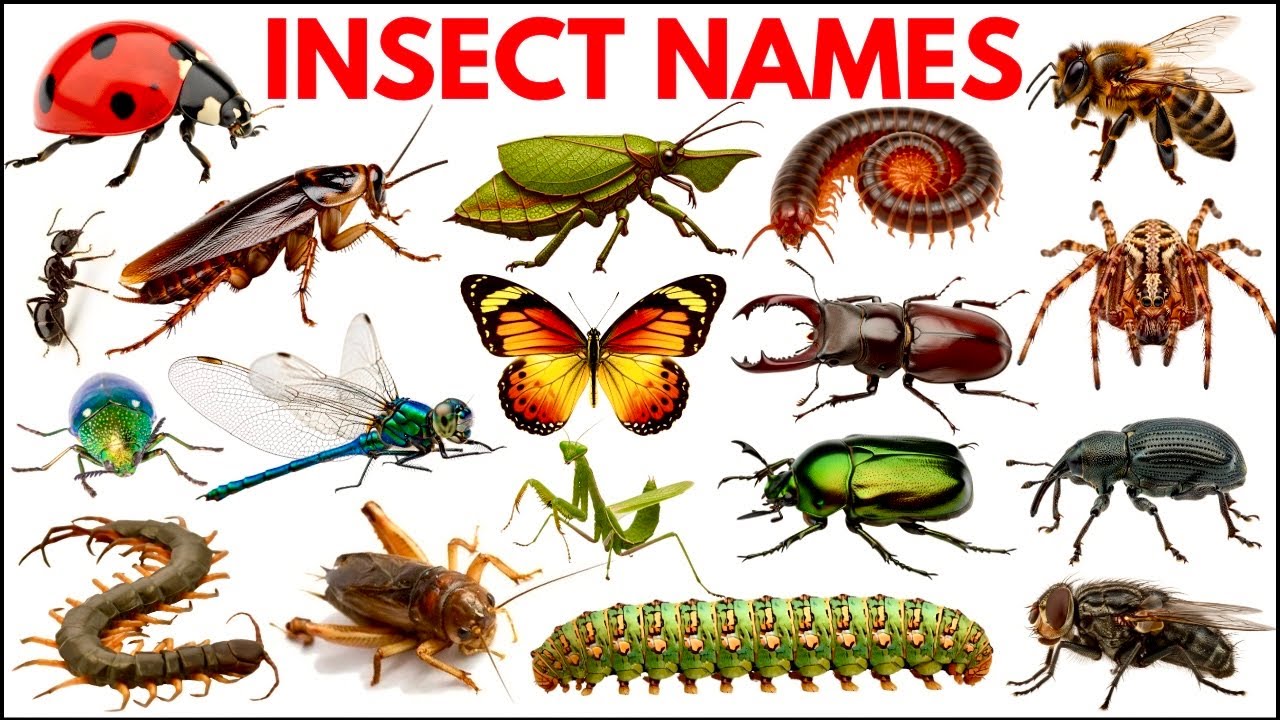 Insect Names | Learn 25 Insects & Bugs Names for Kids in English ...