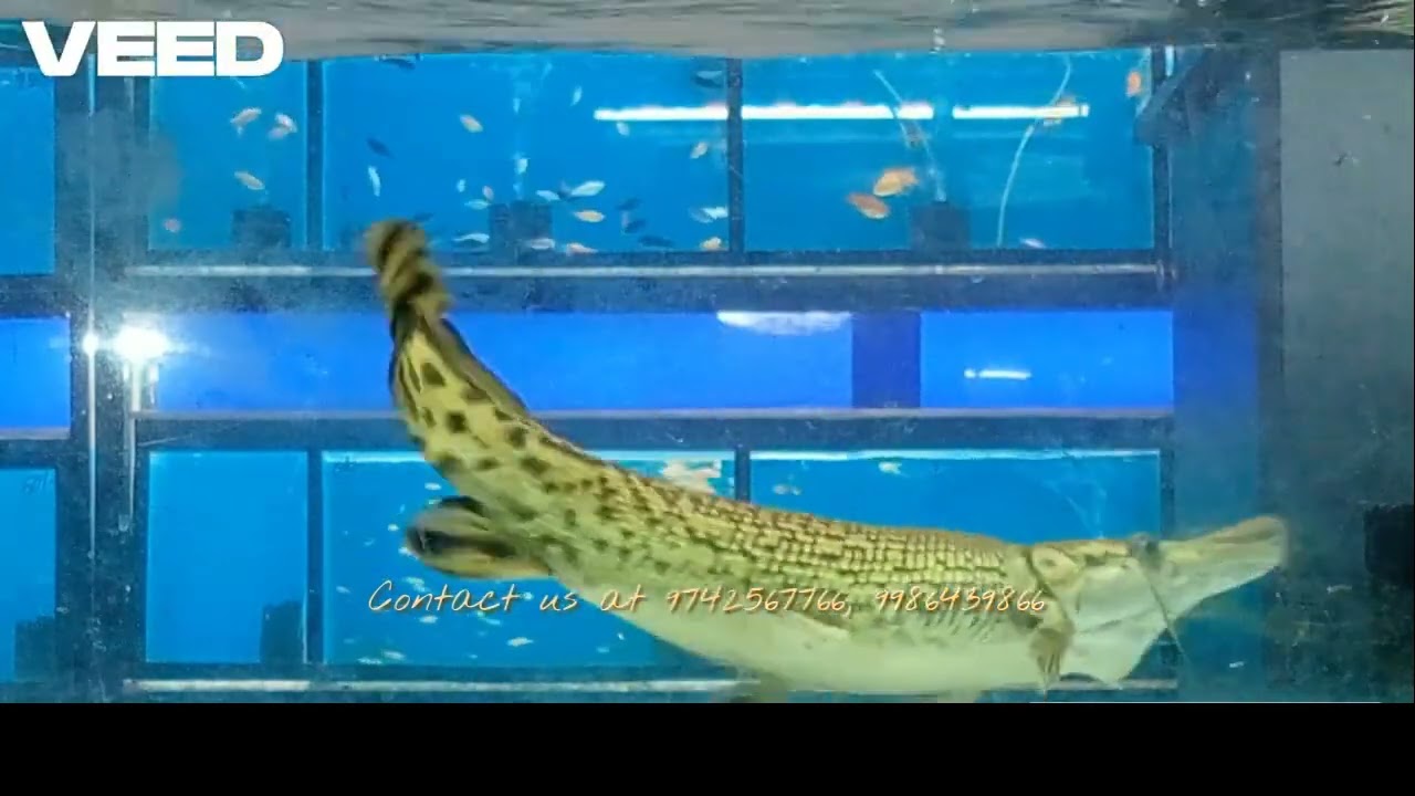 ANCIENT PREDATORS! Alligator Gar Fish Swim & Thrive | Harshi's Fish World & Richard's Pet Zone