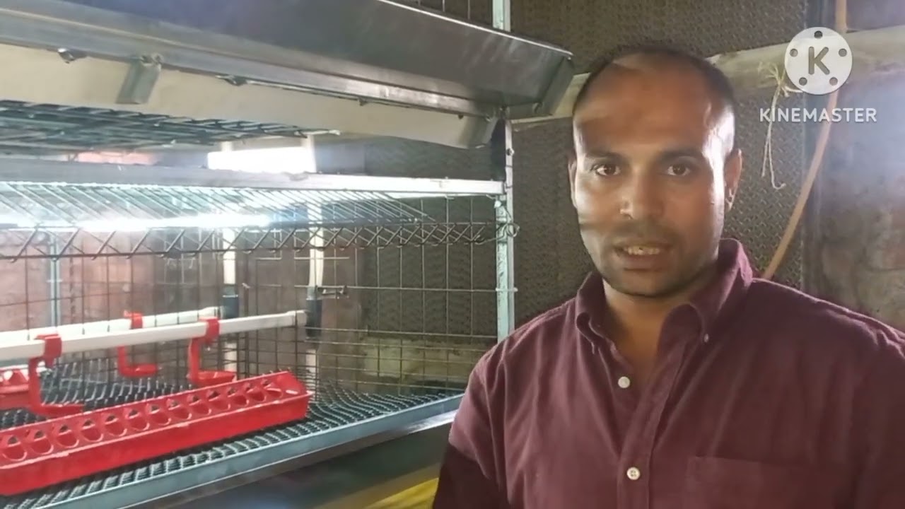 بطاريات الدواجن أخيراً وبعد طول أنتظار