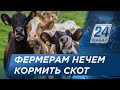 Фермеры в Шымкенте начали распродавать скот