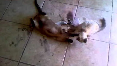 Watch the video about Siamese and snowshoe cat wrestle