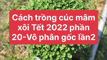 Cách trồng cúc mâm xôi Tết 2022 phần 20 - Vô phân gốc lần 2 cập nhật 22/8 ÂL
