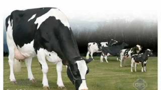 Ronelee Boliver DREARY VG-86