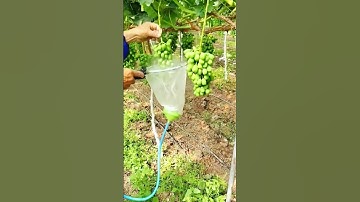 How prune grapes🍇tree #farming#pruning#agriculture#satisfying #grape