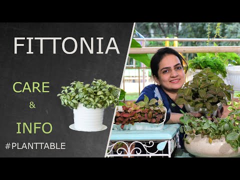 Video: Je, fittonia air purifier?