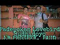 Padepokan Lovebird Budhidoyo Lovebird Prospekan Paud Prestasi Dan Warna Mp3 - Mp4 Download