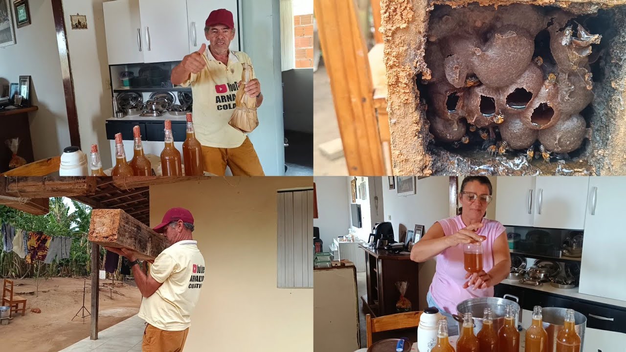 MINHA CRIAÇÃO DE ABELHA URUÇU DEU MUITO MEL