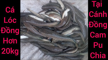 Tập.9 cắm câu vùng biên giới Campuchia dính ngay bầy cá lóc toàn hàng khủng /thanh an miền tây