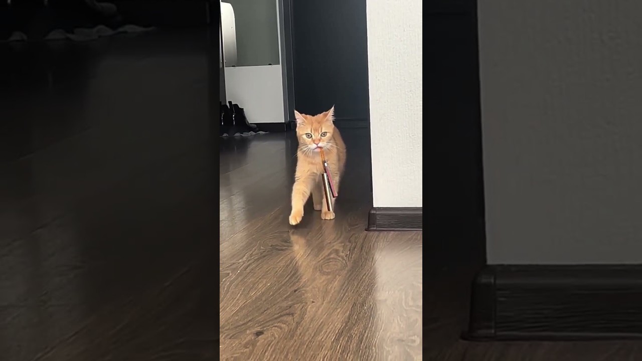 Funny Cat Videos 😂 #funny #cat #funnycats #dogs