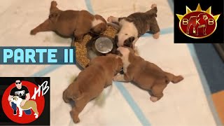 Alimentando a 12 cachorros, Parte #2