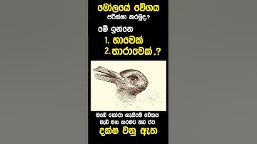 Rabbit or duck? What do you see first? 🐰🪿| #shorts #viral #fyp #opticalillusion