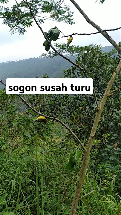 trik jitu pikat burung sogon yang susah turun #sogon #pleci #pikatburungsogon