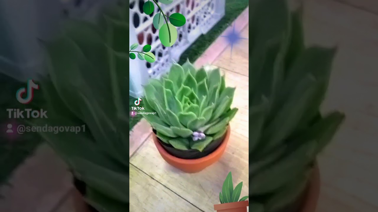 #sendagovap #sendadep #senda #sendasaigon #CapCut