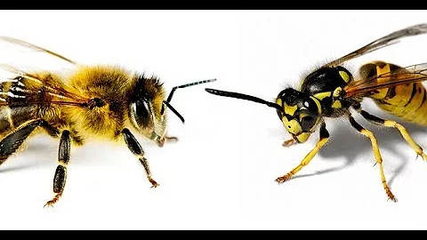 Che differenze ci sono tra api e vespe?