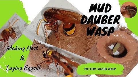 Wasp Making Nest| Mud Dauber Wasp Laying Eggs| Wasp