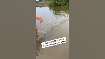 Giăng lưới bắt cá lòng tong và cái kết