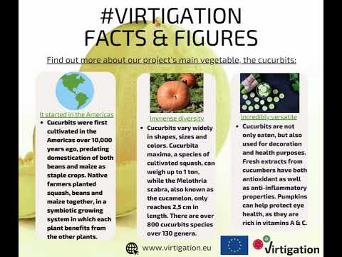 VIRTIGATION Facts and Figures: Cucurbits VIRTIGATION Facts and Figures: Cucurbits