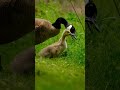 Canadian goose / bernikla kanadyjska