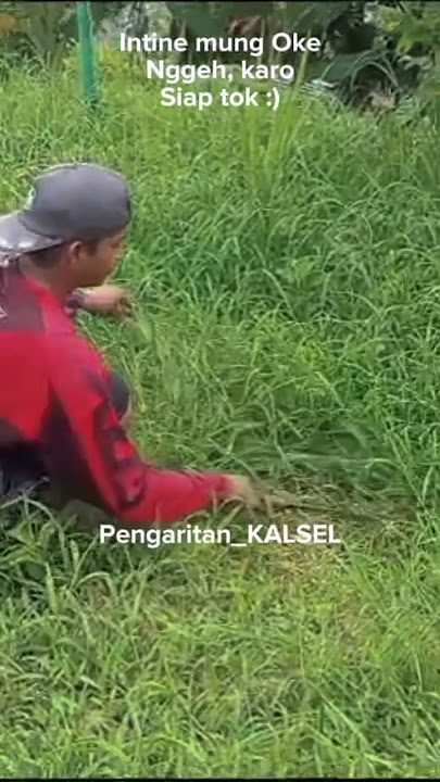 ngarit rumput pendek #tukangngarit #pakansapi #animals