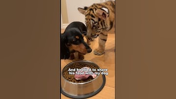 Mijn teckel adopteerde een tijger... toen werden ze gescheiden