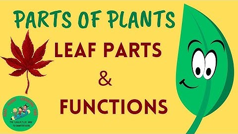 🍀Discovering Leaves: Parts and Functions 🍃🌿
