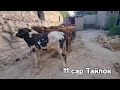 11 Сар Тайлоки нав ёфтем,    +992901400080      2 июля 2025 г.